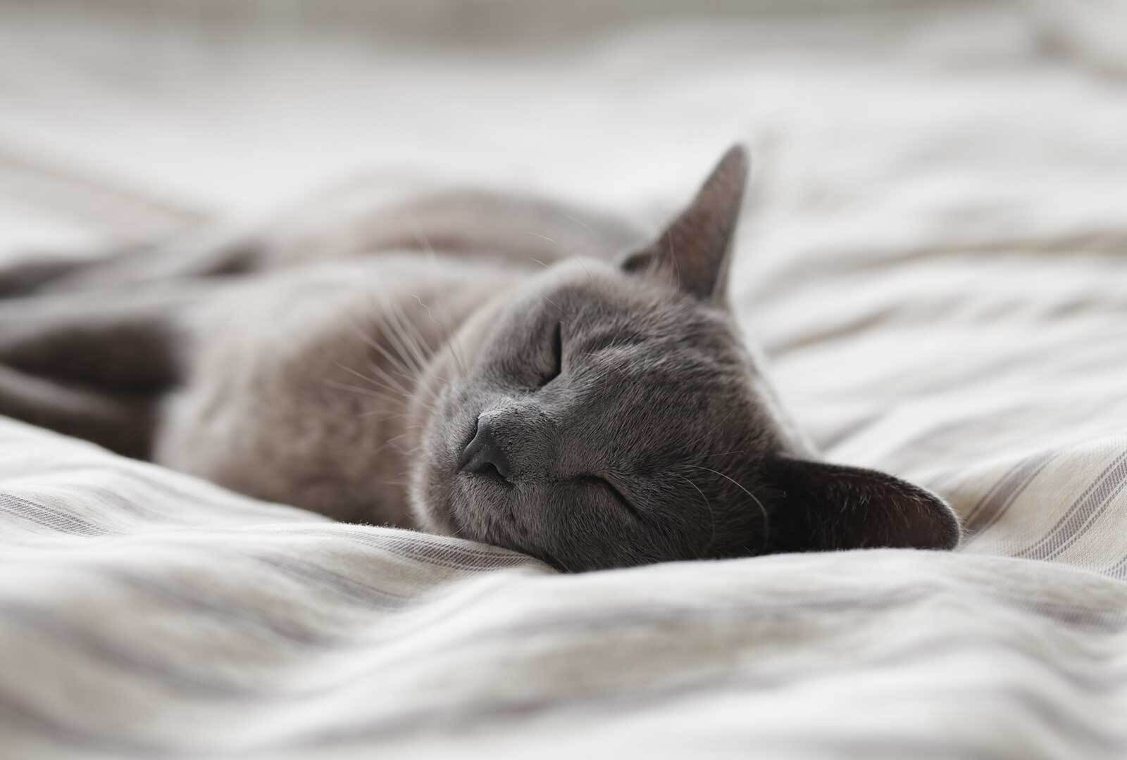 Sleep and It's Benefits